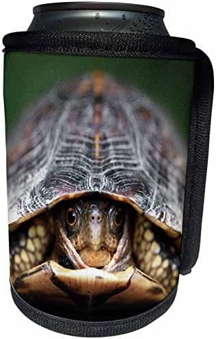 3çıkan bir kutu kaplumbağanın yakın çekim fotoğrafını dinleyin. - Şişe Sargısını Soğutabilir (cc_350952_1)